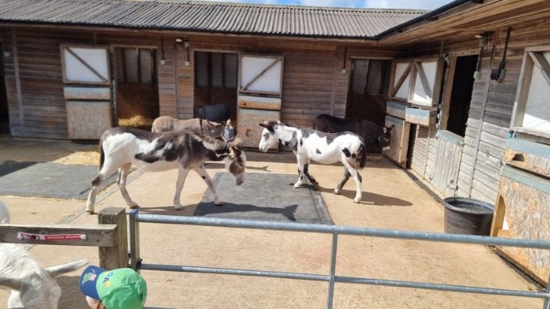 Isle of Wight Donkey Sanctuary, Isle of Wight