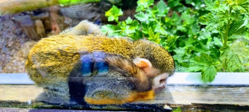 Monkey Haven, Isle of Wight